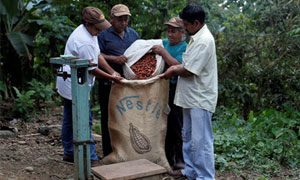 Plan cacao - Nestlé -Estrategias de Intervención