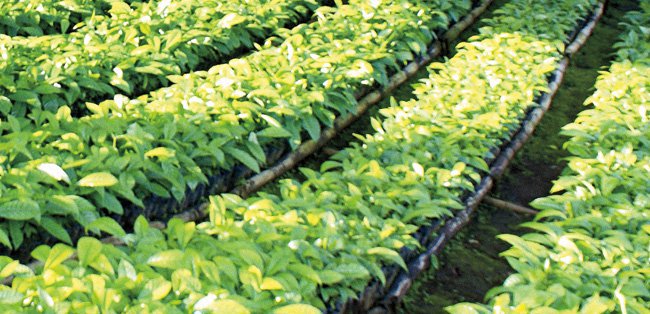 Plantas de café de alto rendimiento