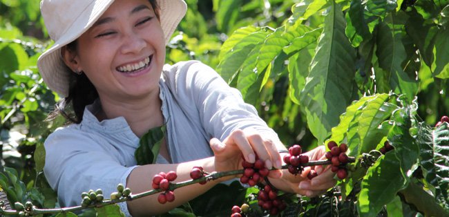 Agricultora de café