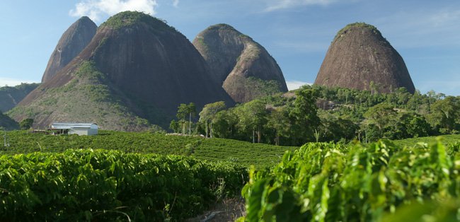 Granja de café en Brasil