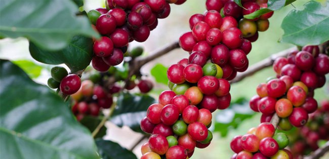 Granos de café