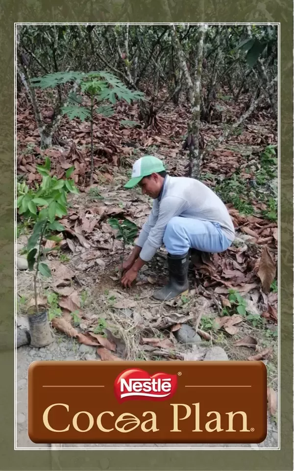 Siembra de árboles en fincas cacaoteras